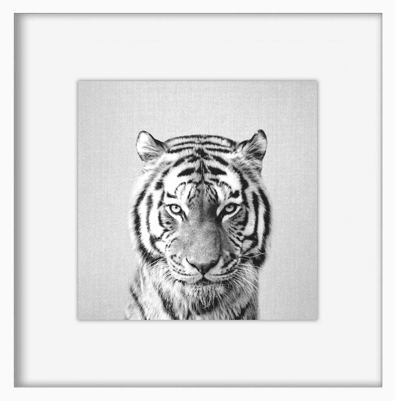 tiger-black-and-white 4