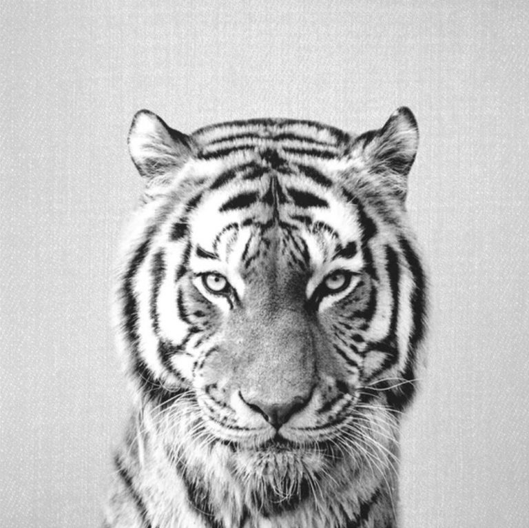 Tiger Black And White abstract art, interior art, artwork, hand